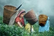 Meet Our Tea Producers
