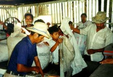 Guatemala